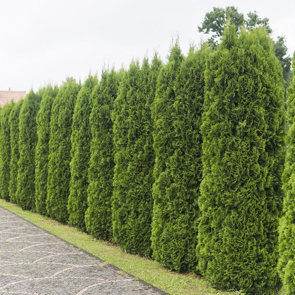 Arborvitae ‘Emerald Green’ K&amp;A Greenhouse