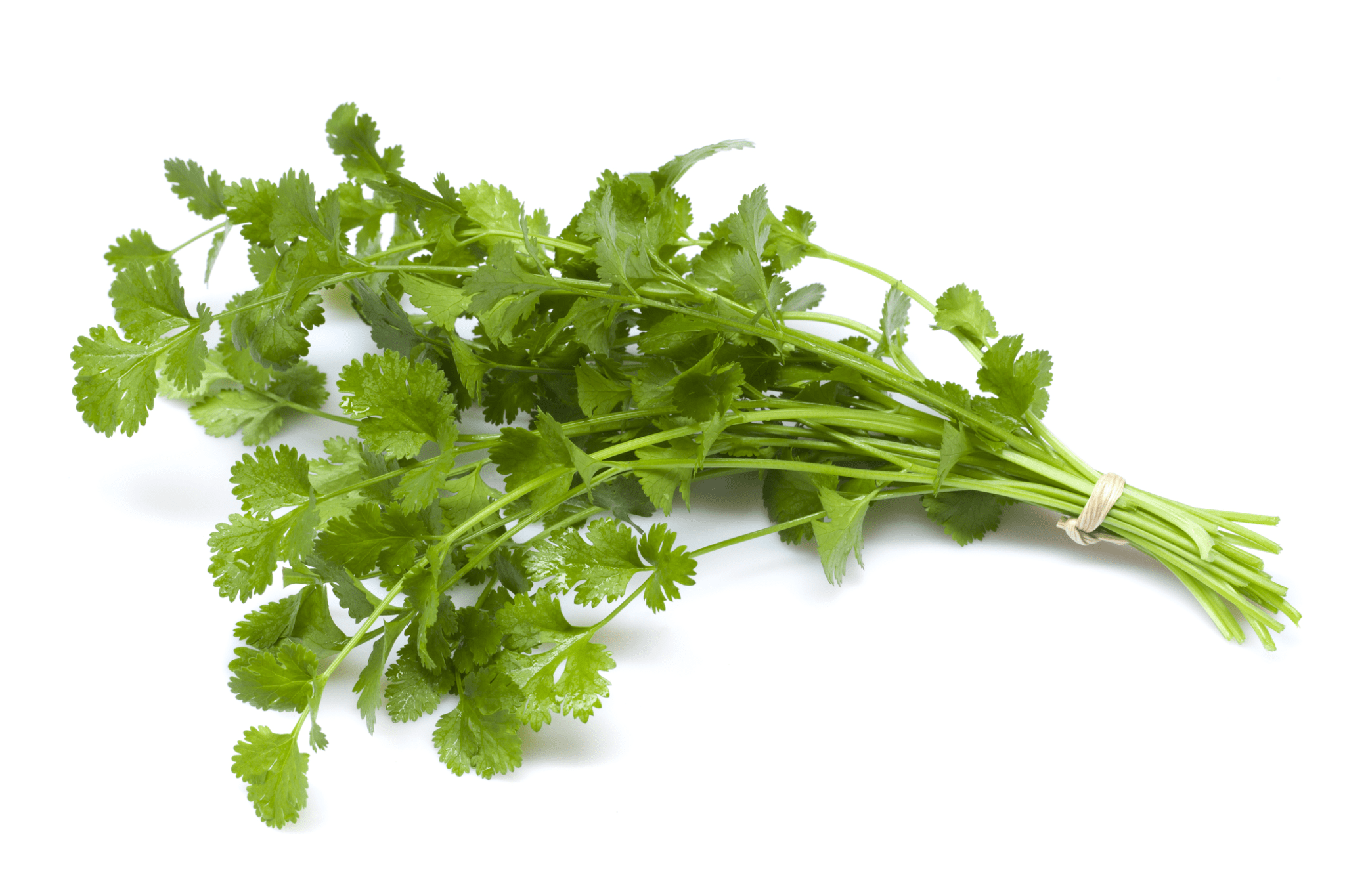 Herb Cilantro – K&A Greenhouse