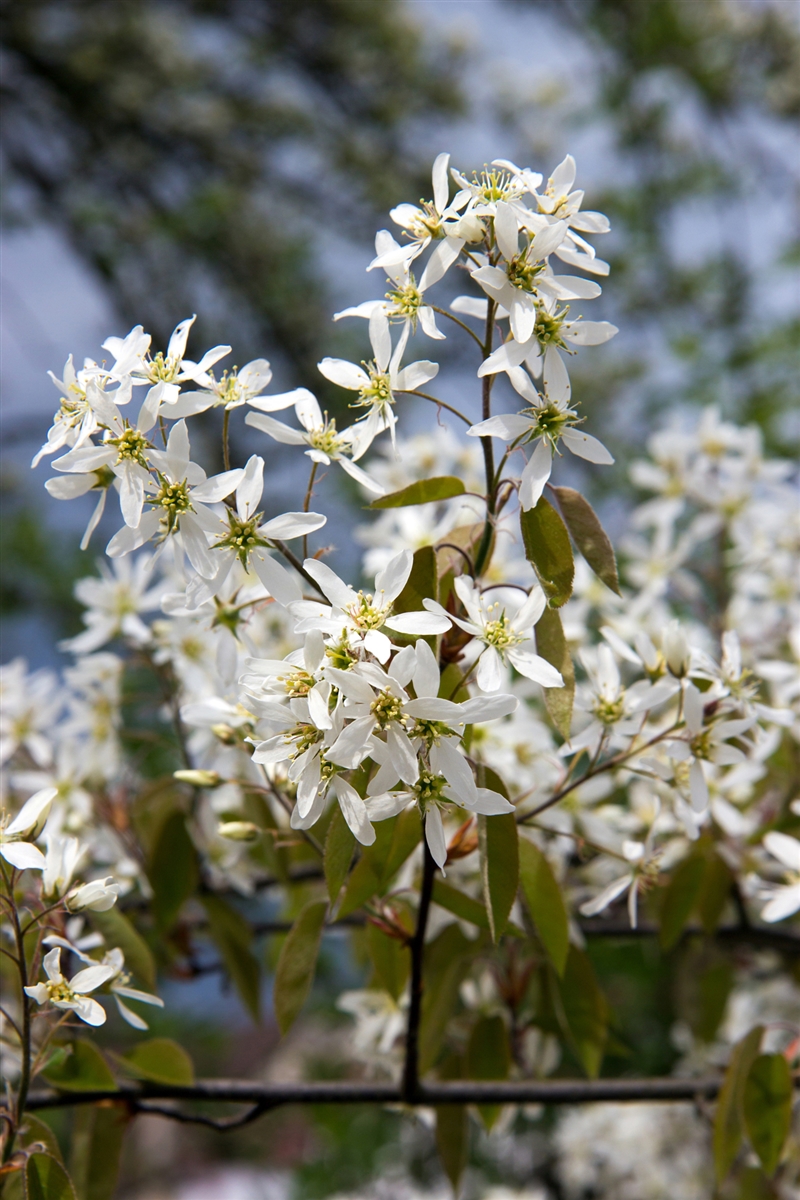 Serviceberry 'Regent' | K&A Greenhouse